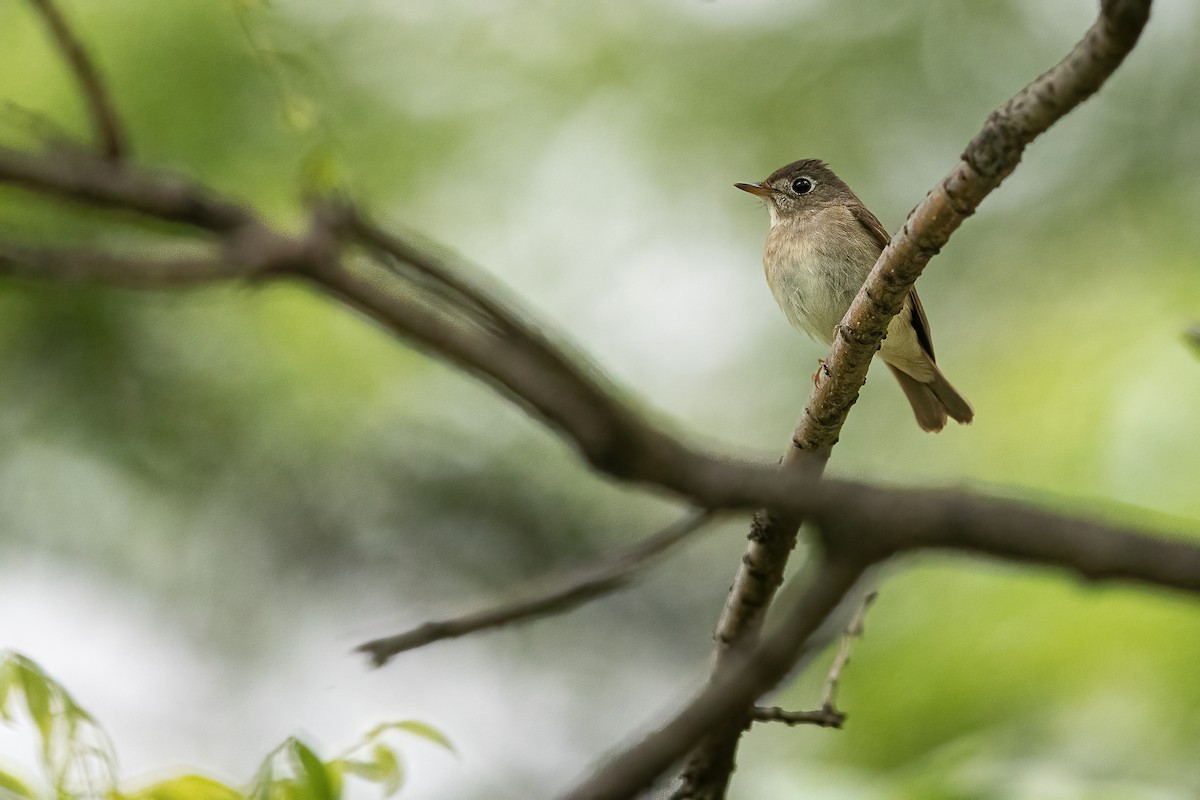 Brown-breasted Flycatcher - ML448783581