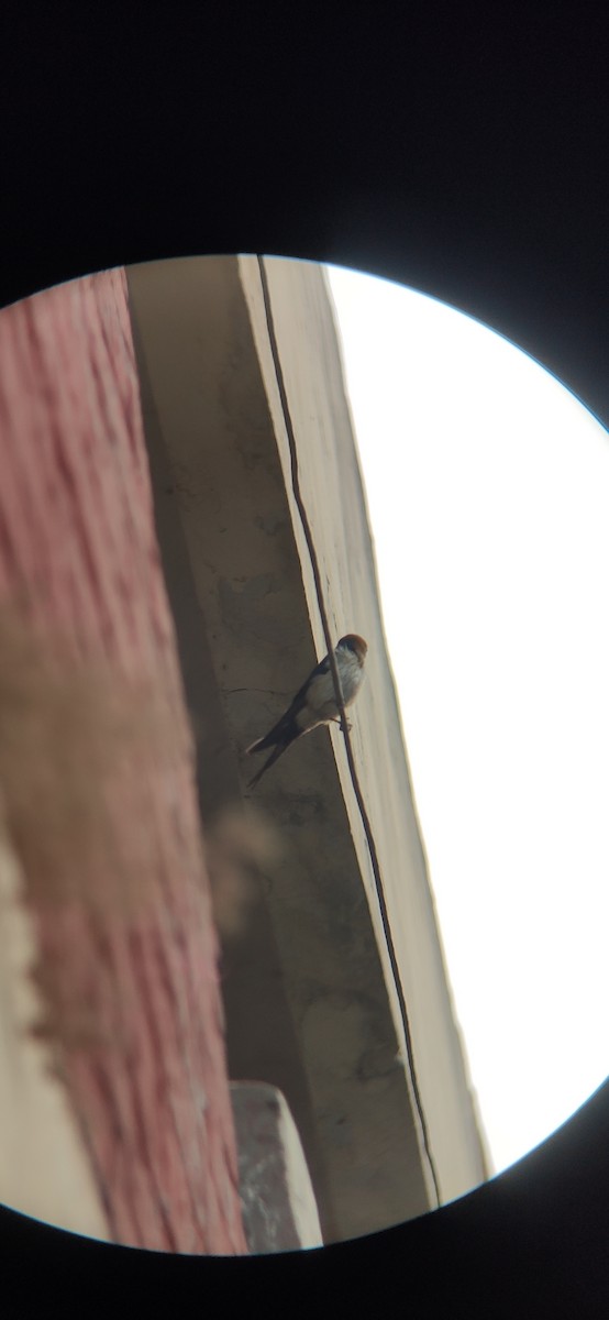 Red-rumped Swallow - ML448787911