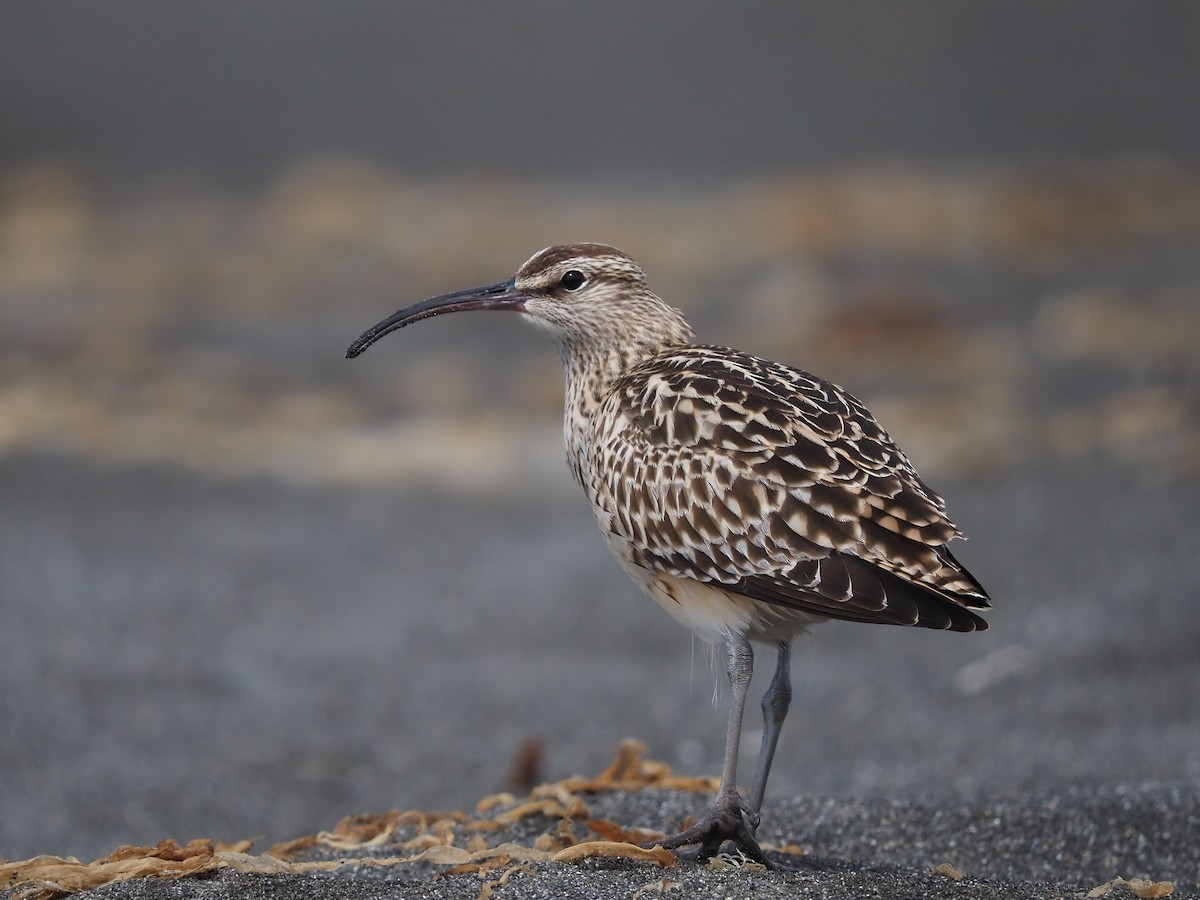 Bristle-thighed Curlew - ML448788801