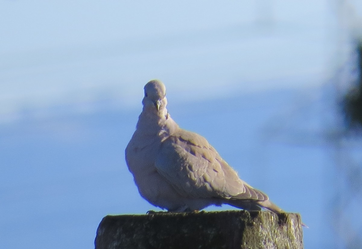 Eurasian Collared-Dove - ML44878921