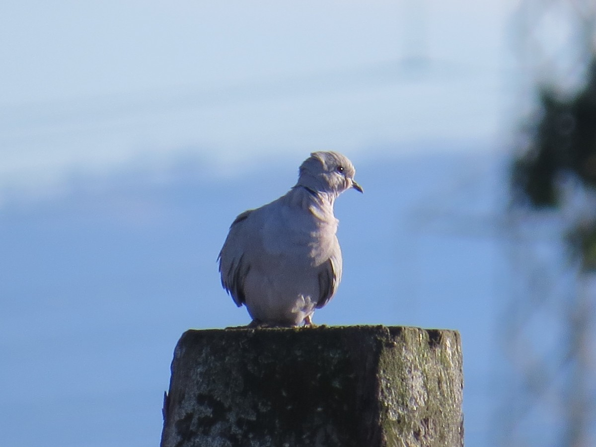 Eurasian Collared-Dove - Gayle Dangers-Meusel