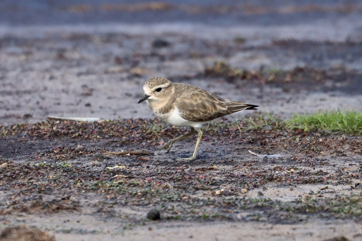 Double-banded Plover - ML448797341
