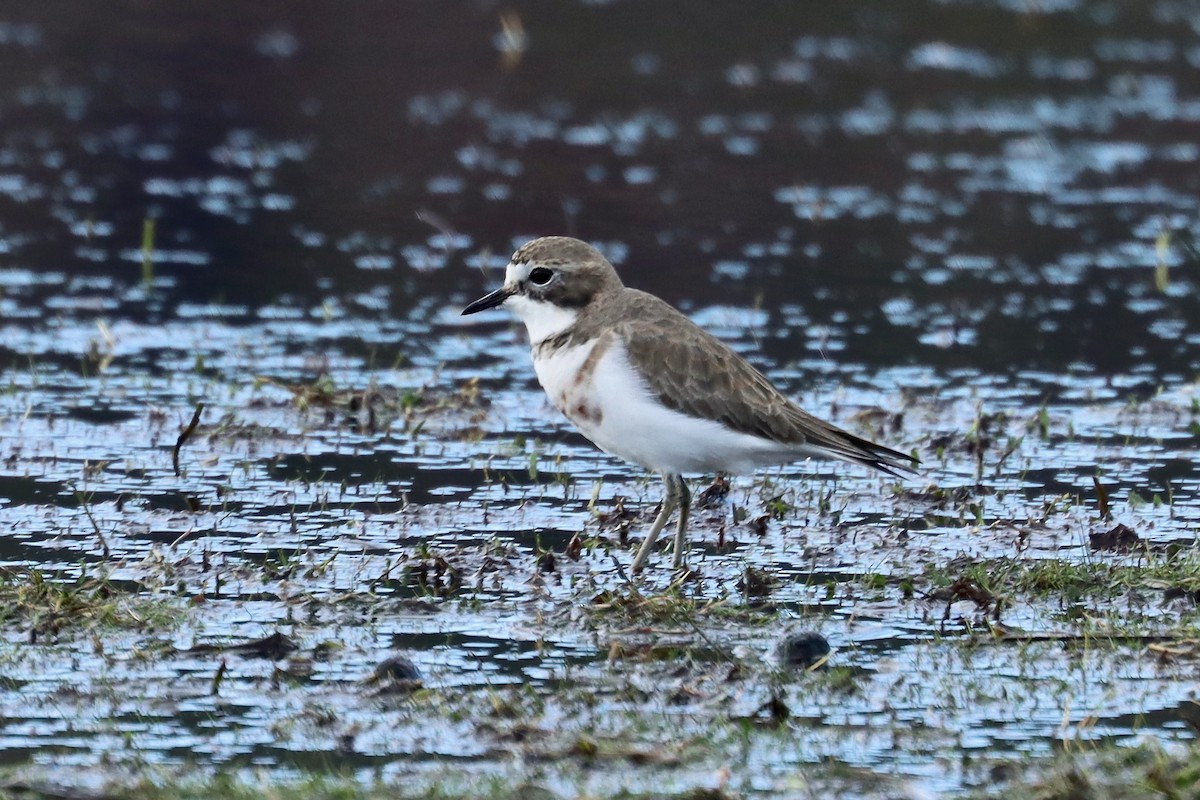 Double-banded Plover - ML448797361
