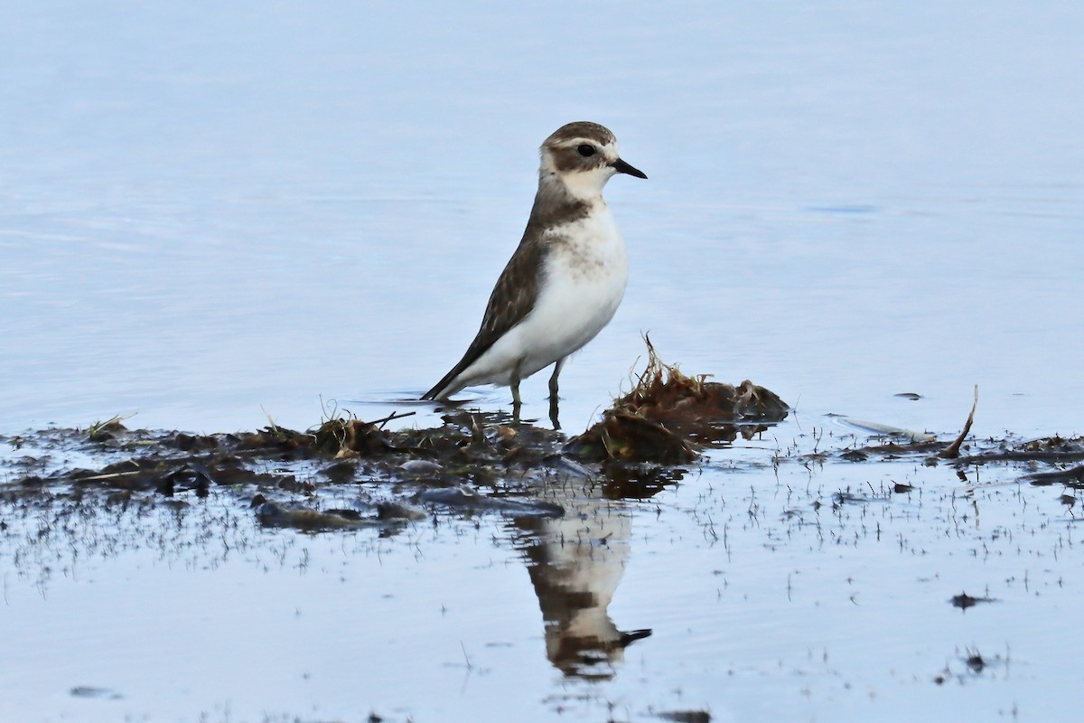 Double-banded Plover - ML448797471