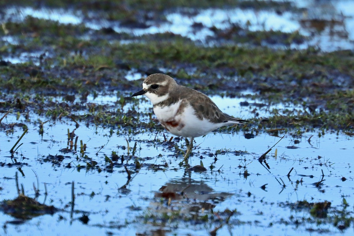 Double-banded Plover - ML448797491