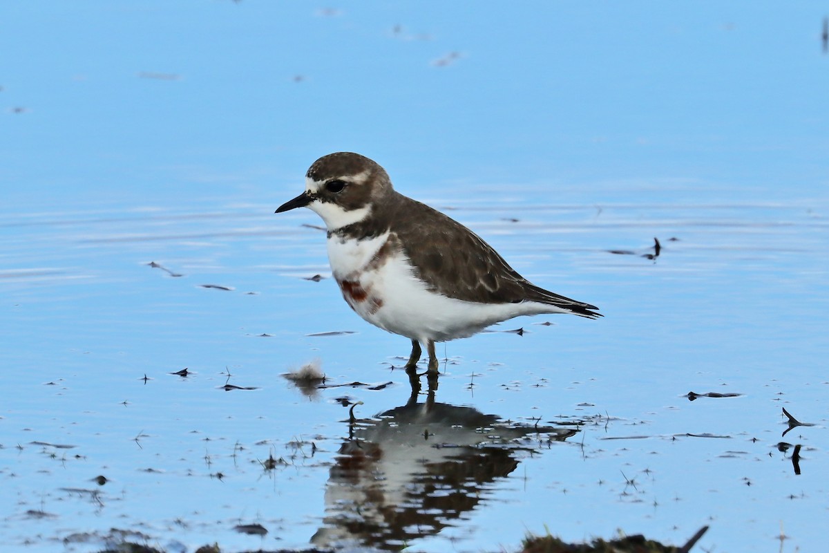 Double-banded Plover - ML448797501