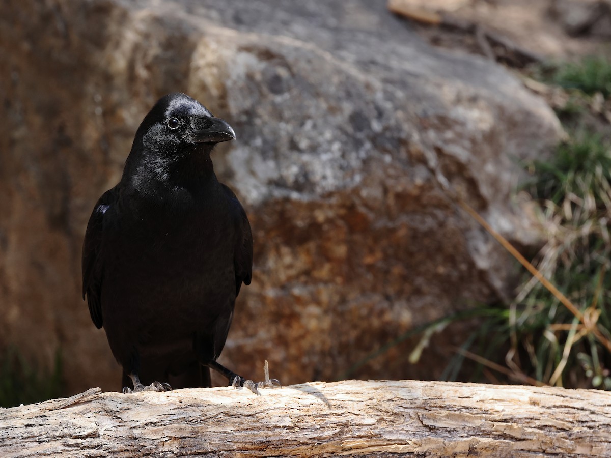 Large-billed Crow - ML448798491