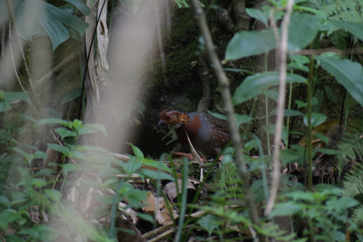 Chestnut-breasted Partridge - ML448802571