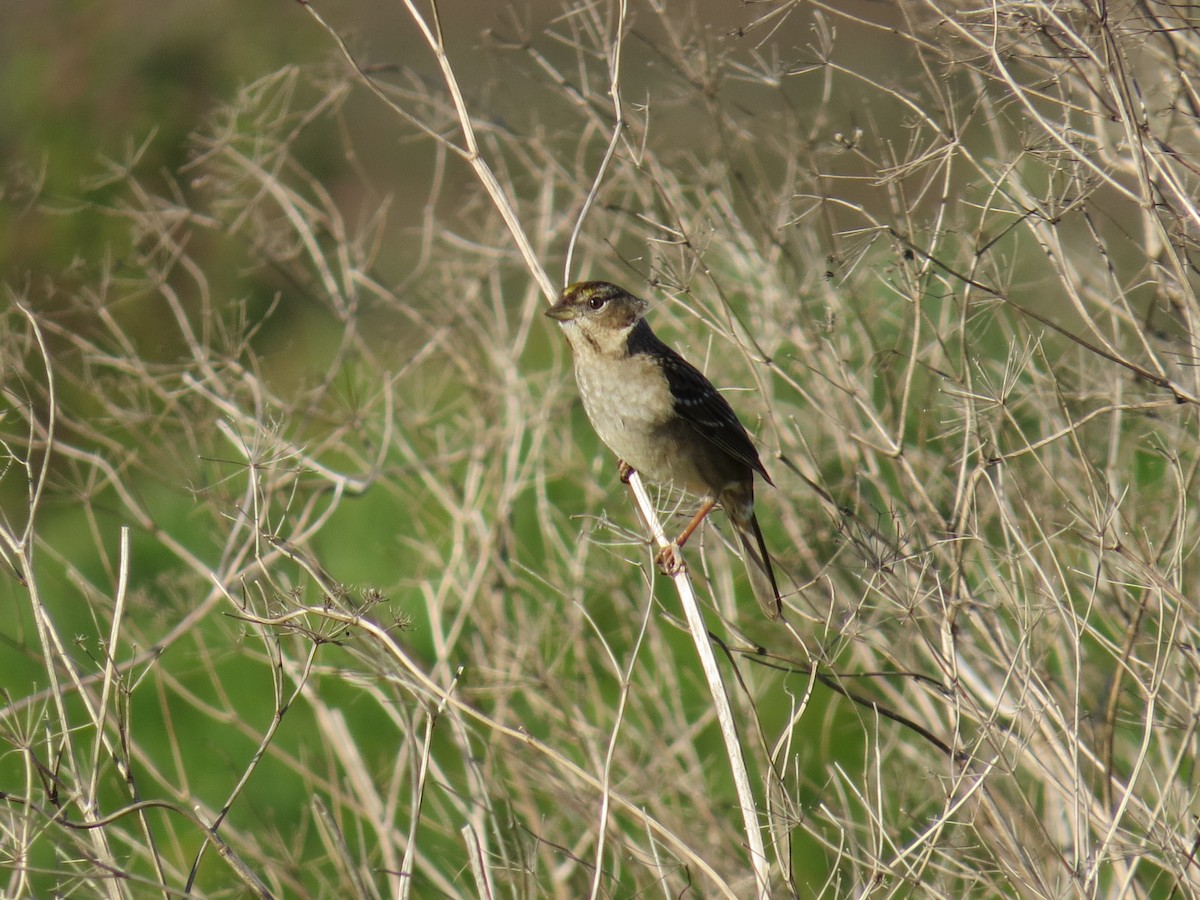 Golden-crowned Sparrow - ML44880741
