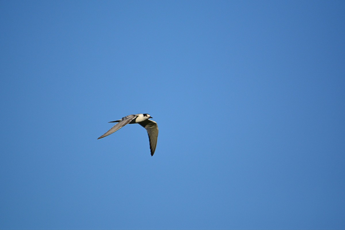 Common Tern - Paulo Narciso
