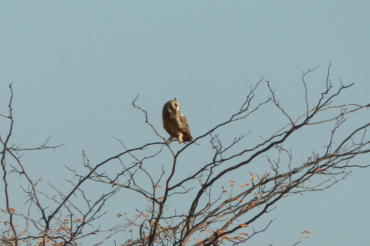 Short-eared Owl - ML448809161