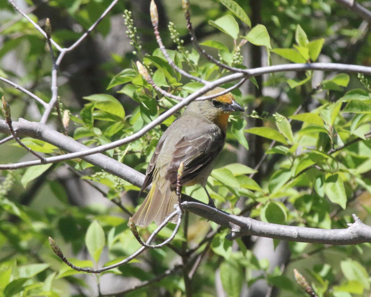 Hepatic Tanager - Mike V.A. Burrell