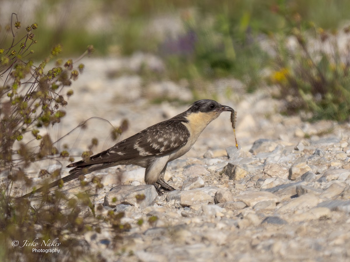 Great Spotted Cuckoo - ML448810741