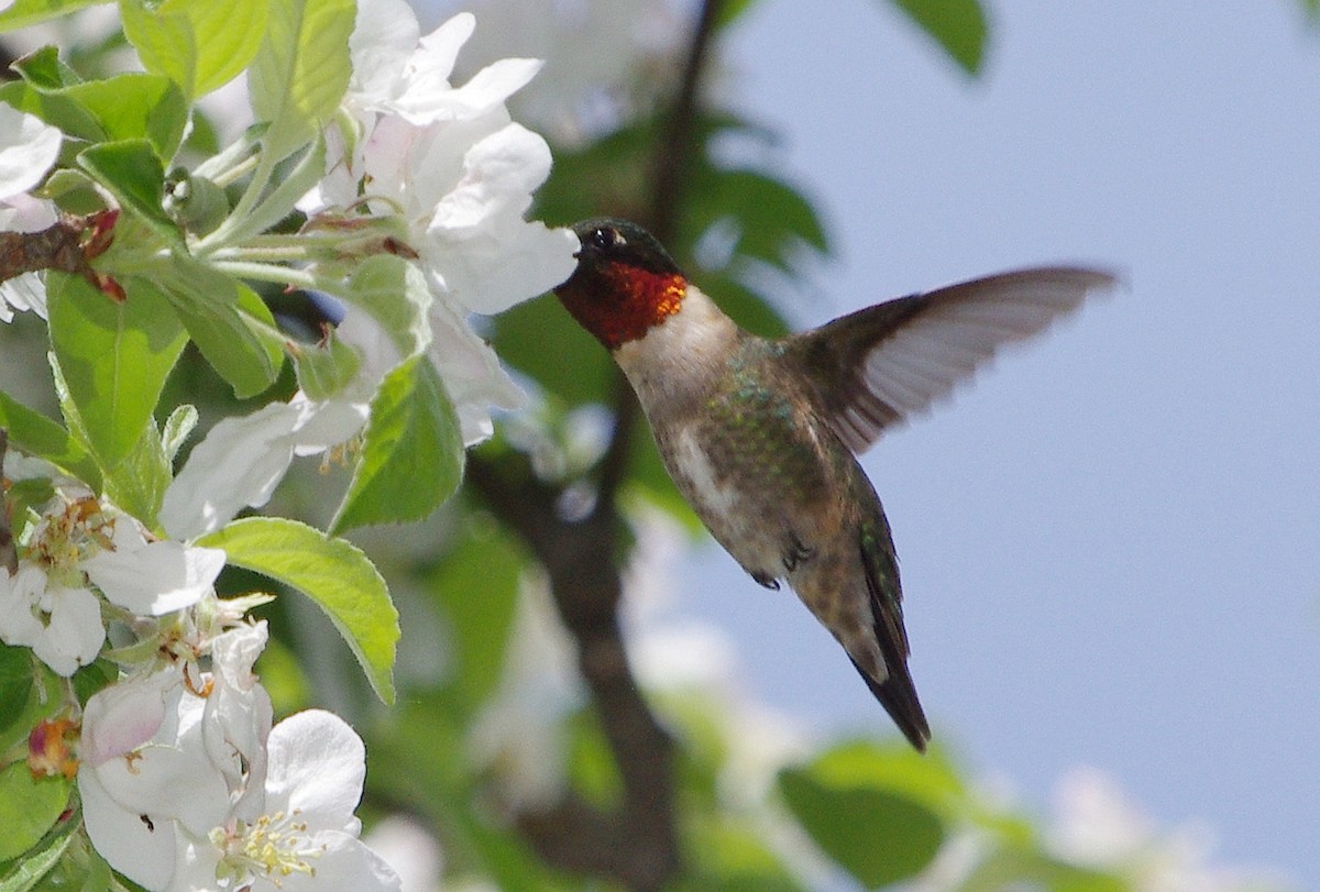 Ruby-throated Hummingbird - ML448811661