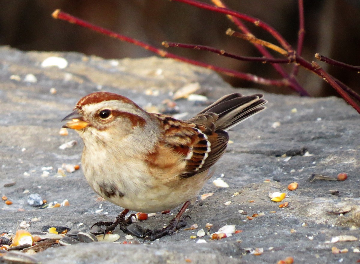 American Tree Sparrow - ML44881361