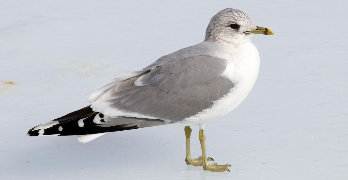 Common Gull - Keith Lowe