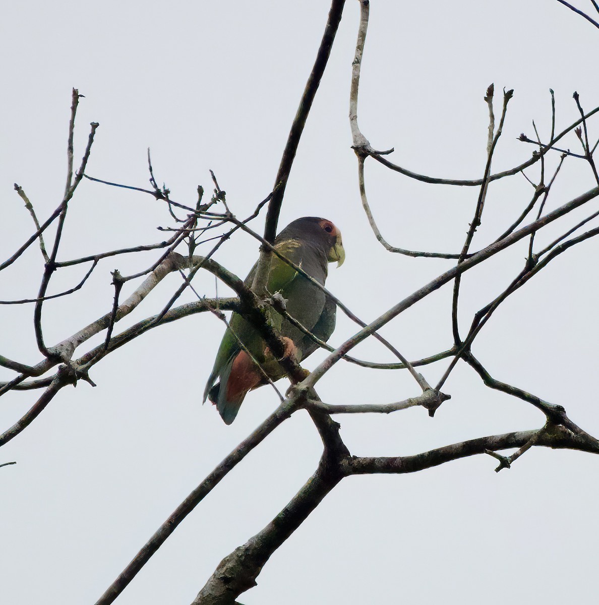 White-crowned Parrot - ML448818671