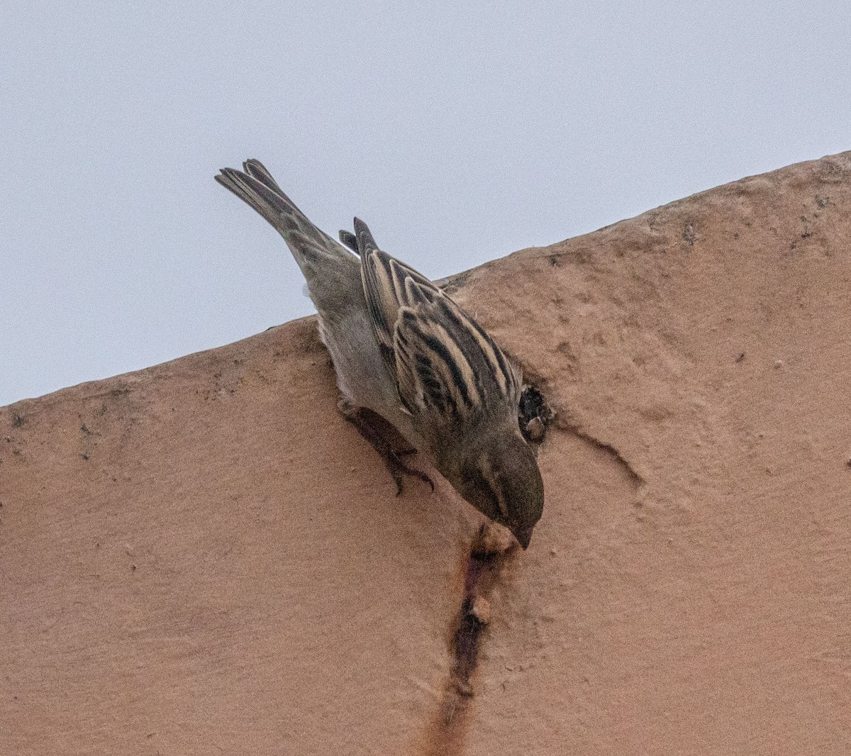 House Sparrow - ML448819081
