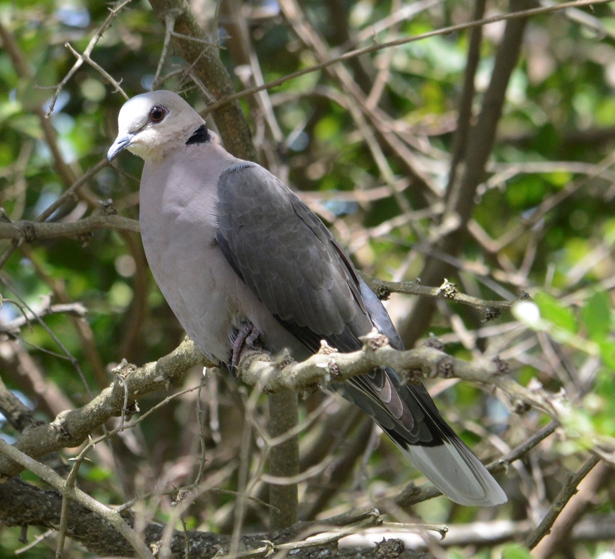 Red-eyed Dove - ML448819641