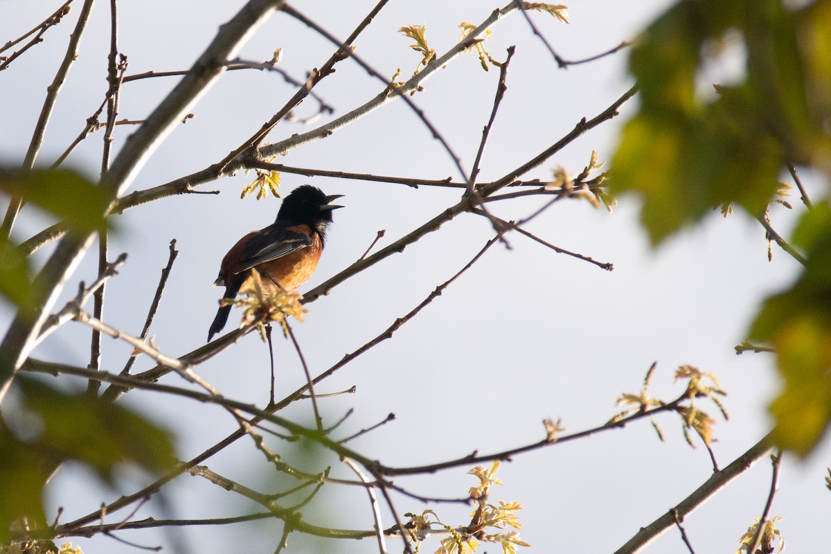 Orchard Oriole - ML448820291