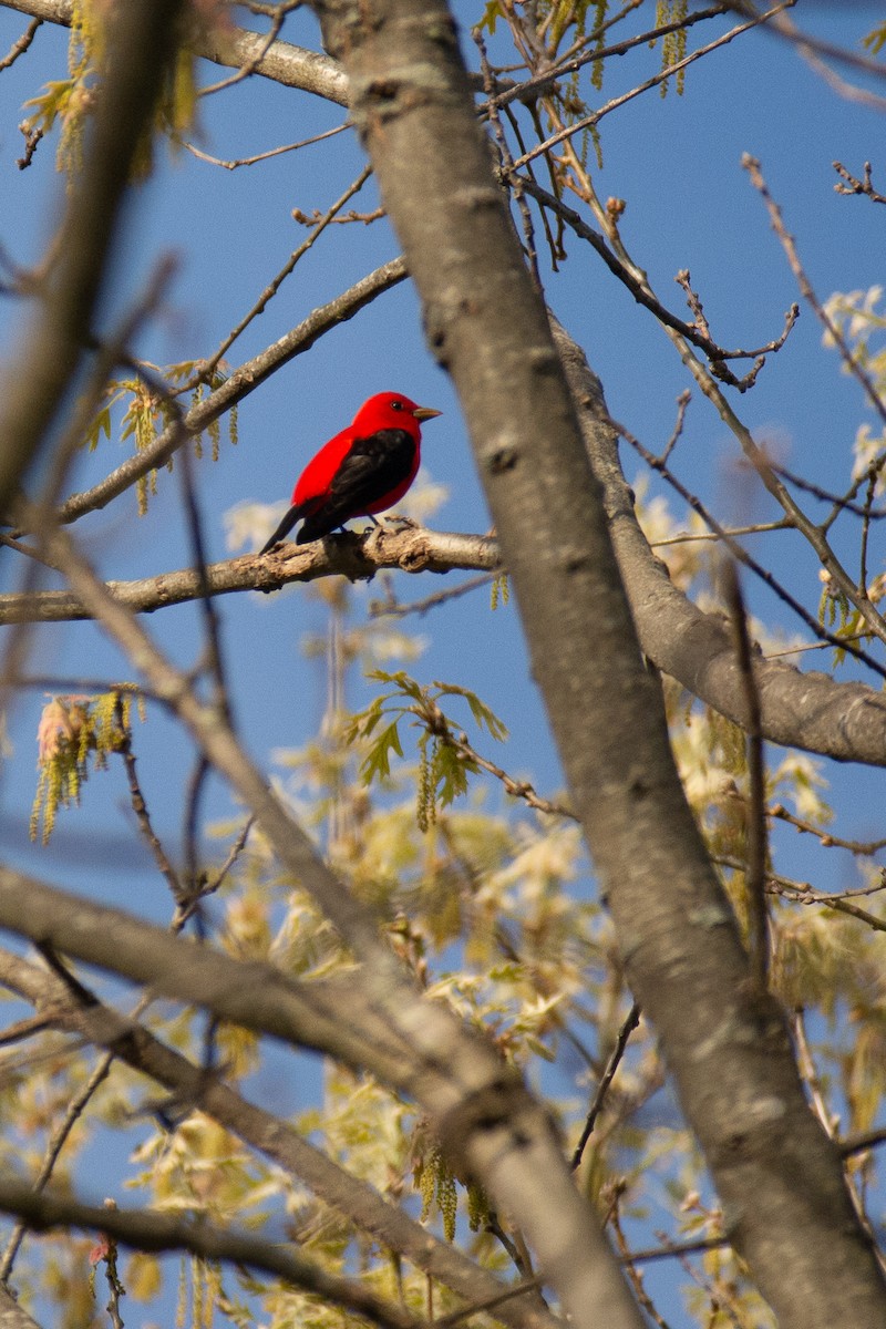 Scarlet Tanager - ML448820351