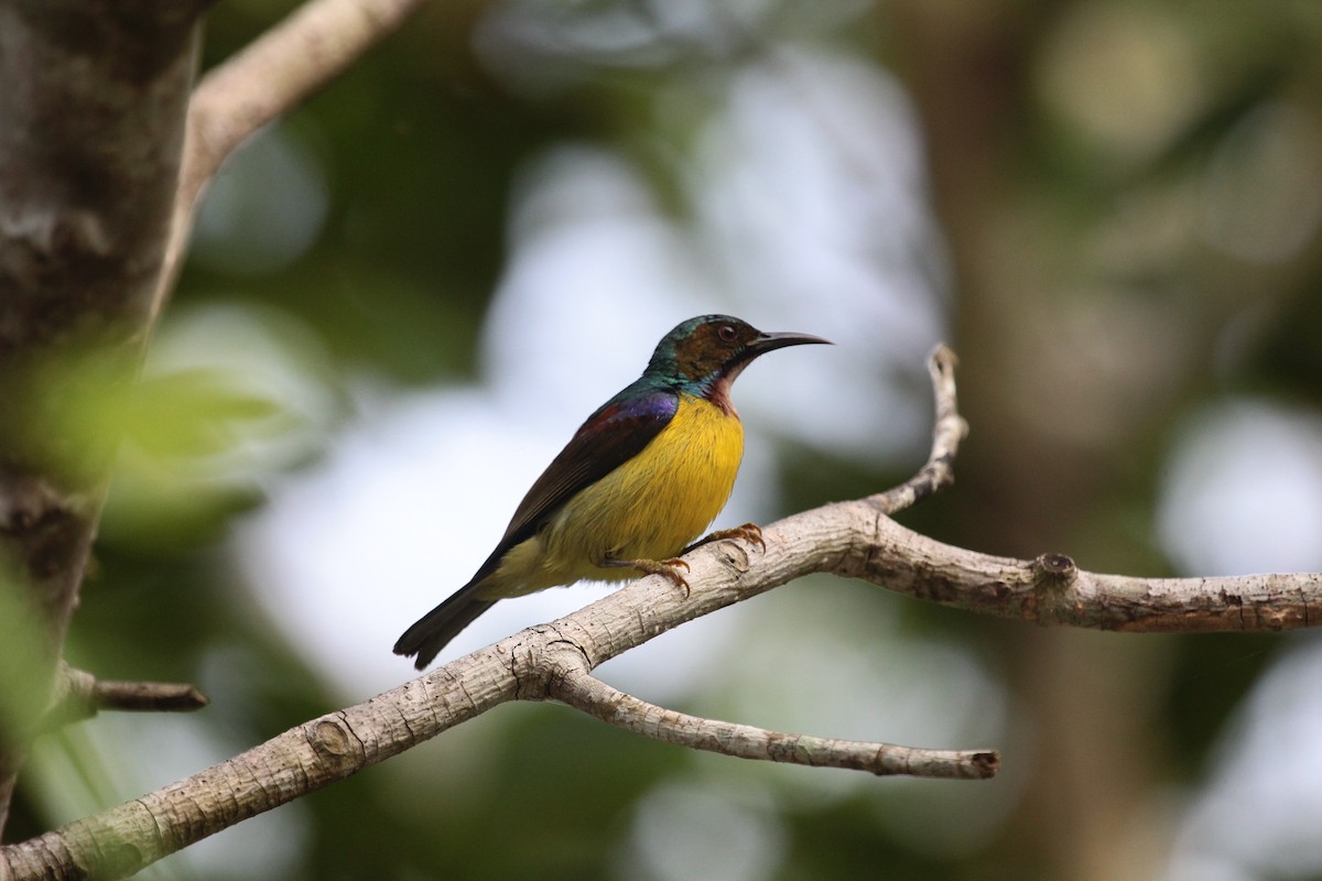 Brown-throated Sunbird - Pokpong Khamprasert