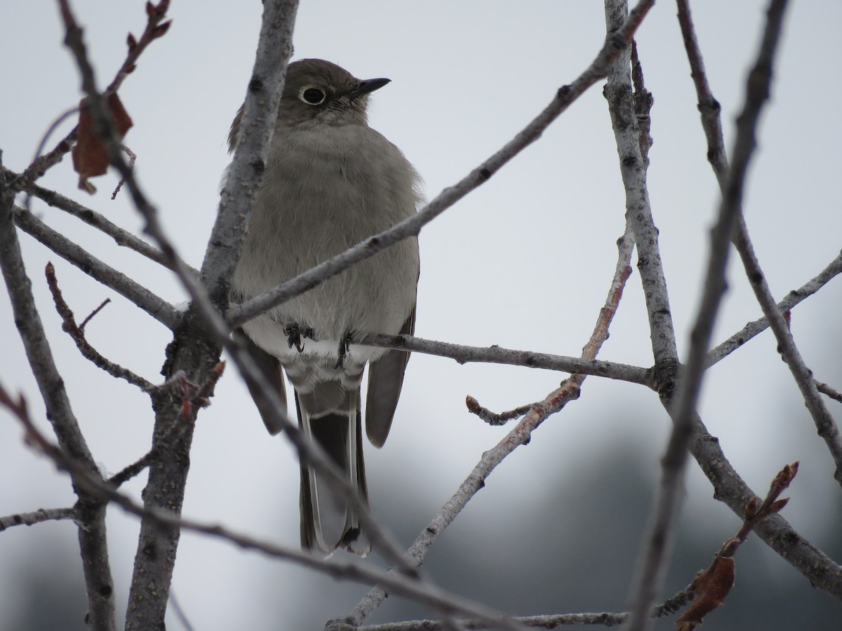 Townsend's Solitaire - ML44882901