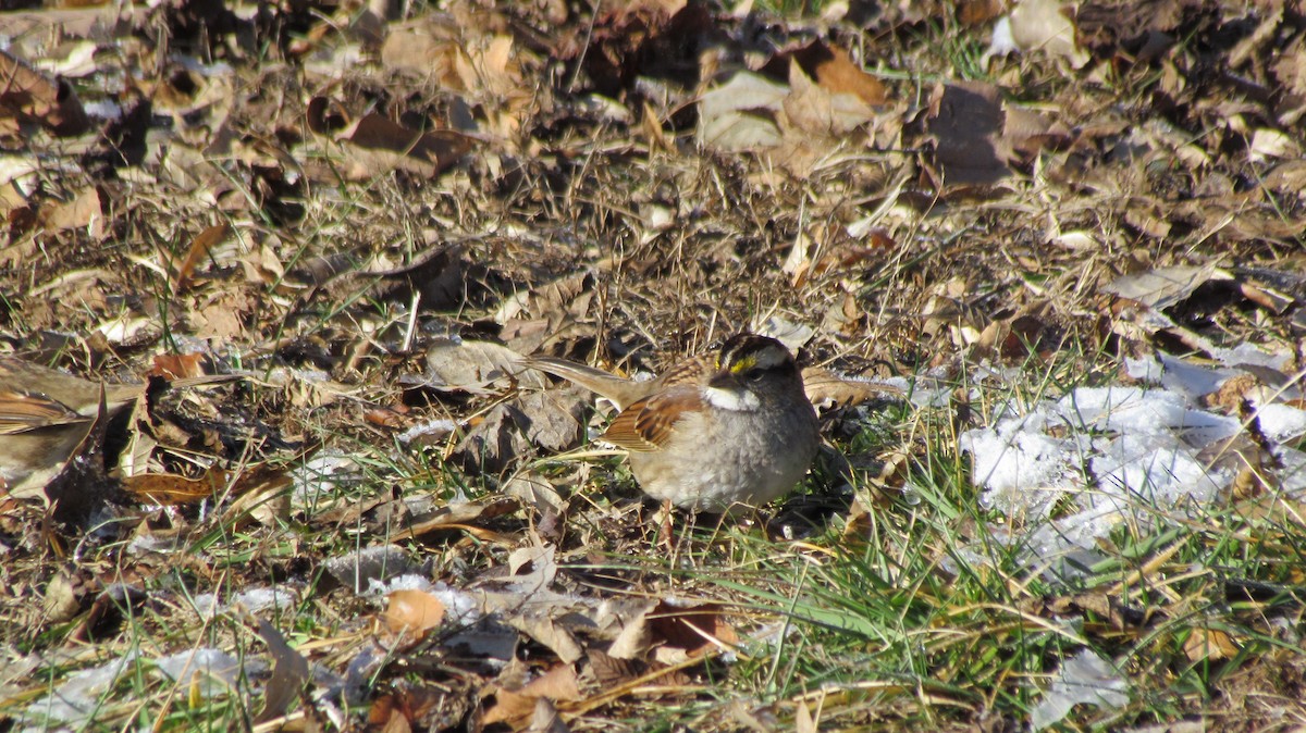 White-throated Sparrow - ML44883651