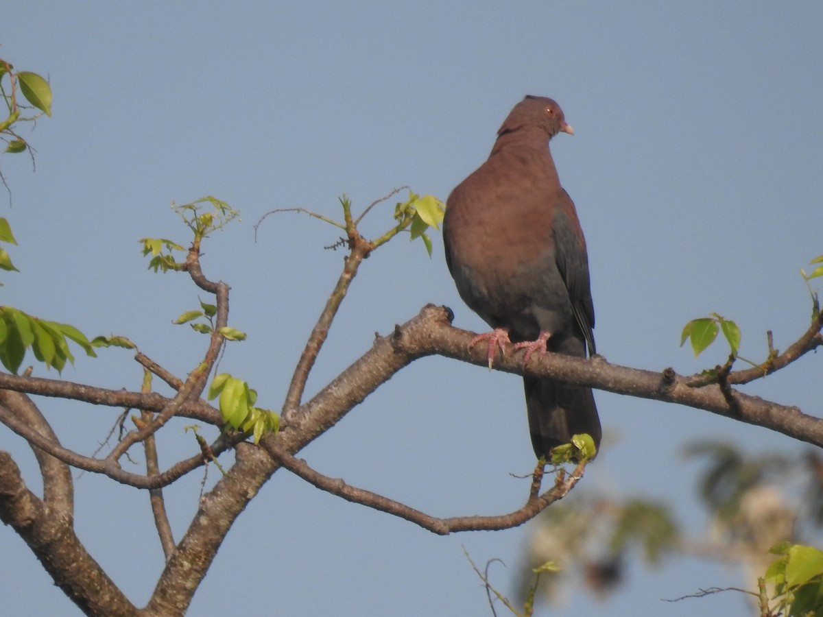 Red-billed Pigeon - ML448839691