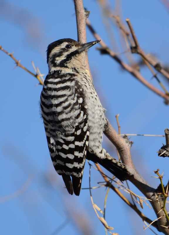 Ladder-backed Woodpecker - Jay Wilbur