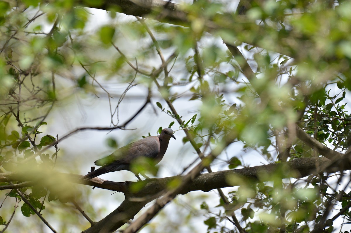 Red-eyed Dove - ML448849141