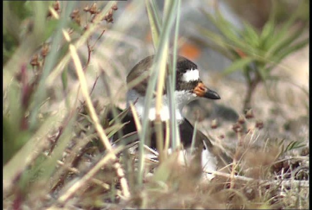 Semipalmated Plover - ML448851