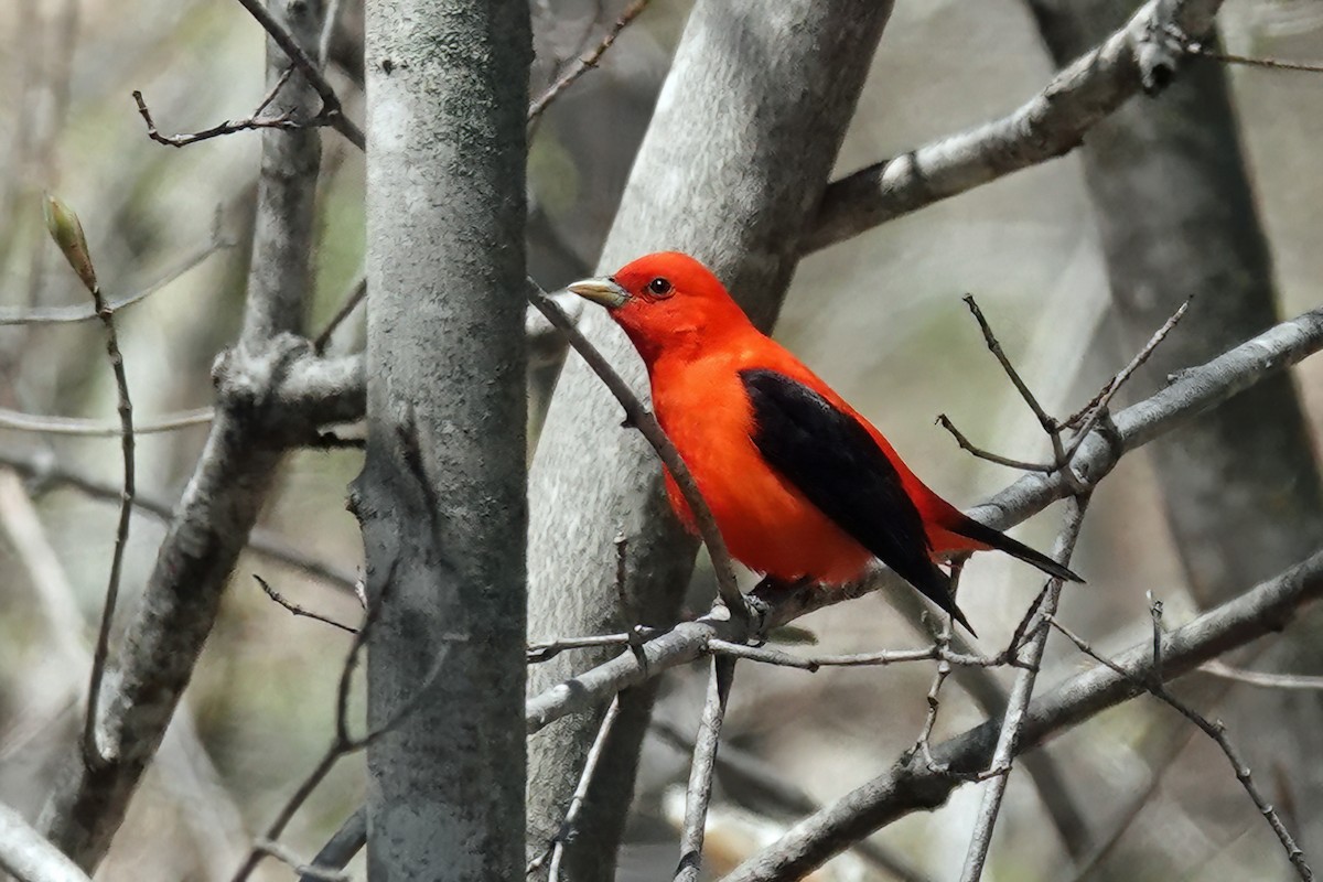 Scarlet Tanager - ML448853601