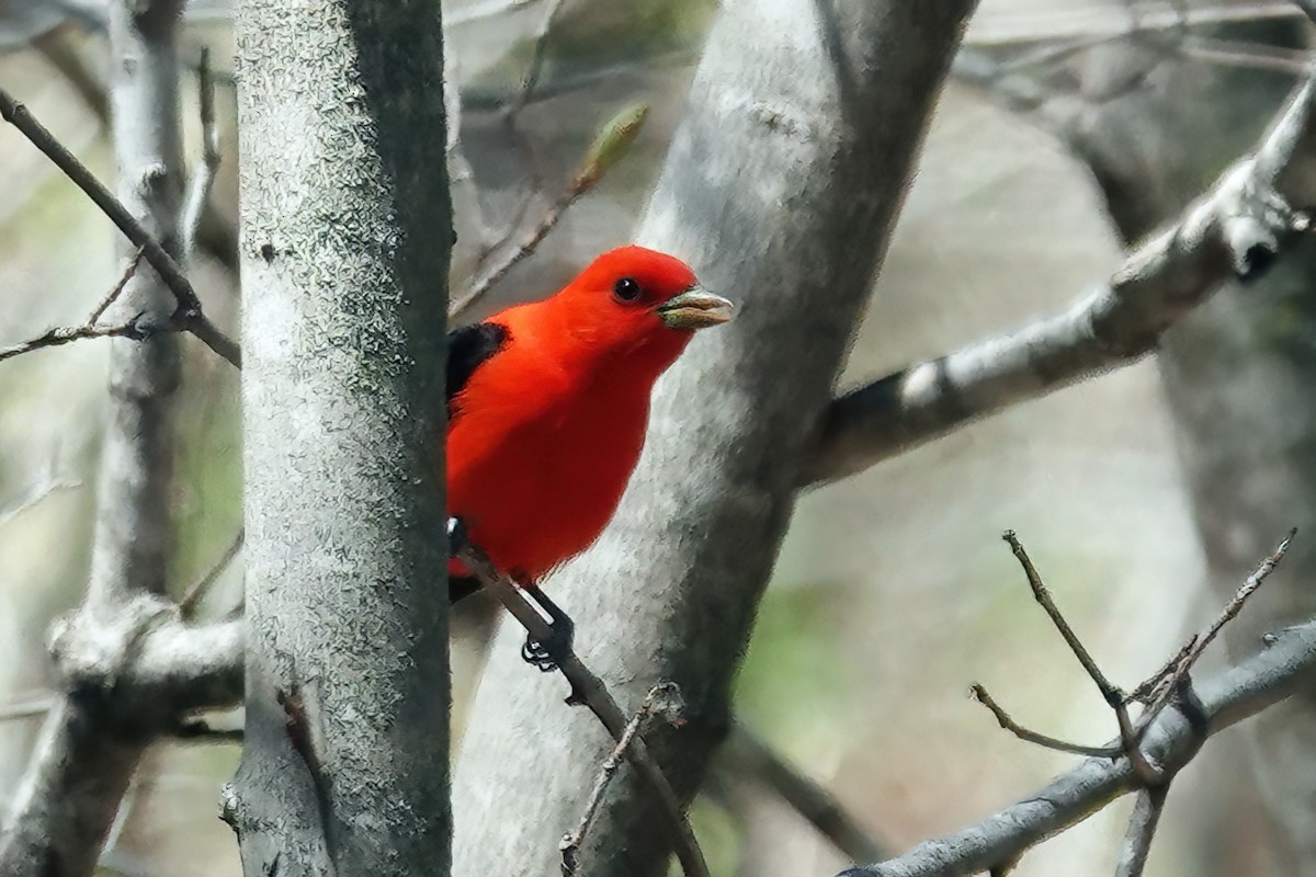 Scarlet Tanager - ML448853861