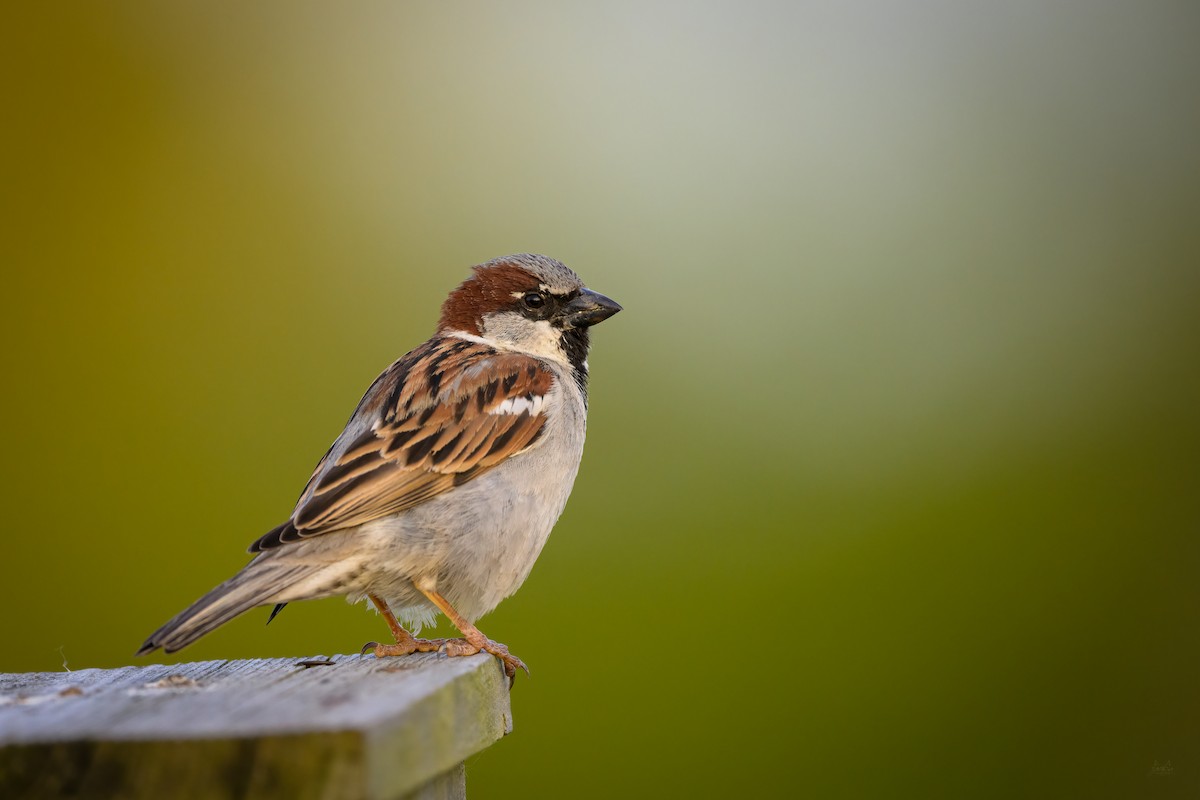 House Sparrow - ML448855981