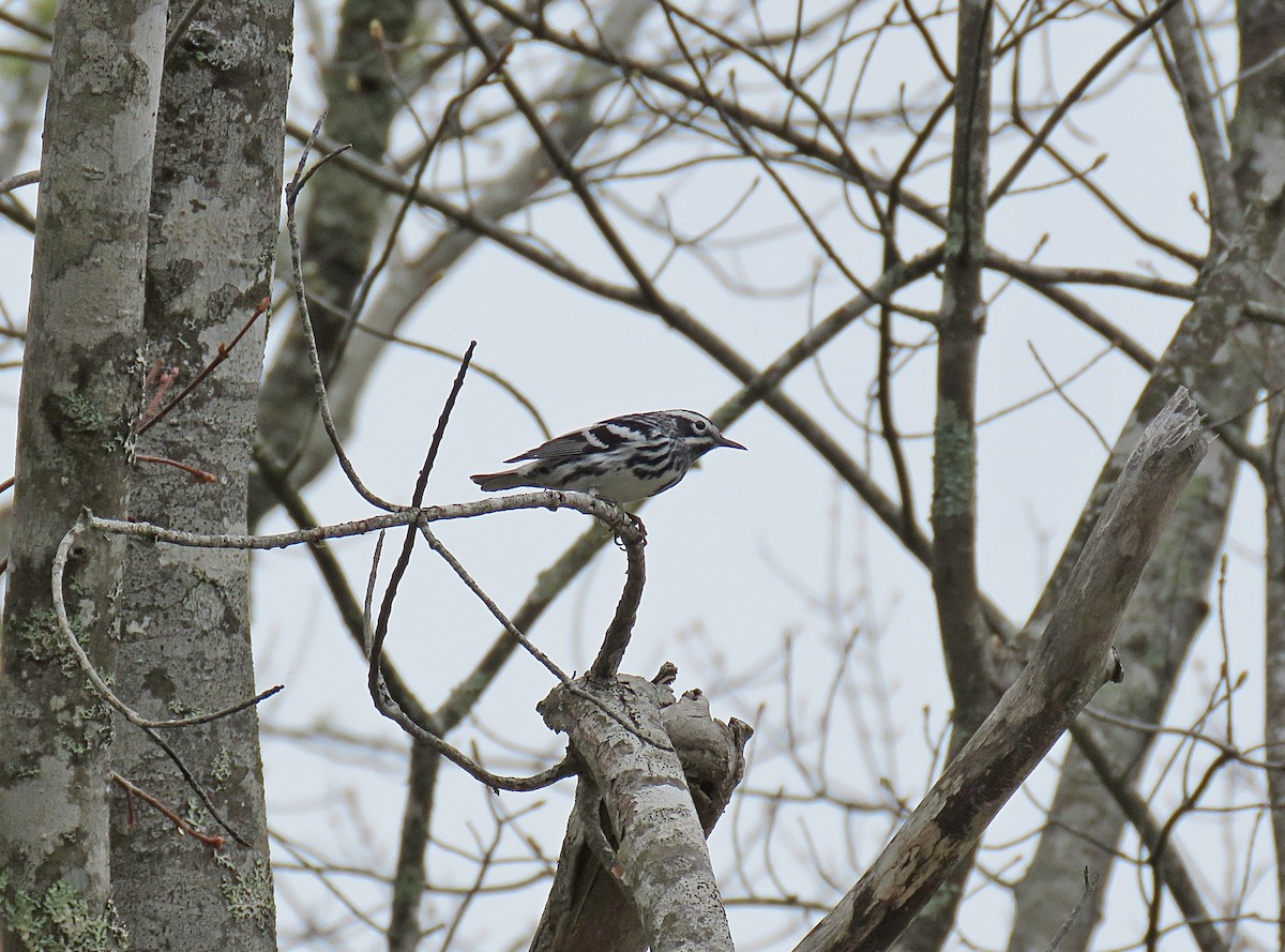 Black-and-white Warbler - ML448856181