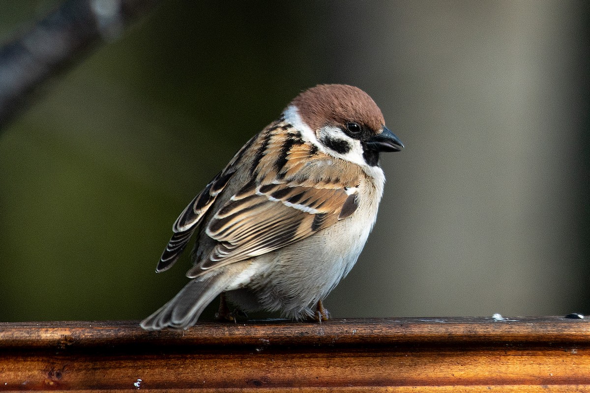 Eurasian Tree Sparrow - ML448858141