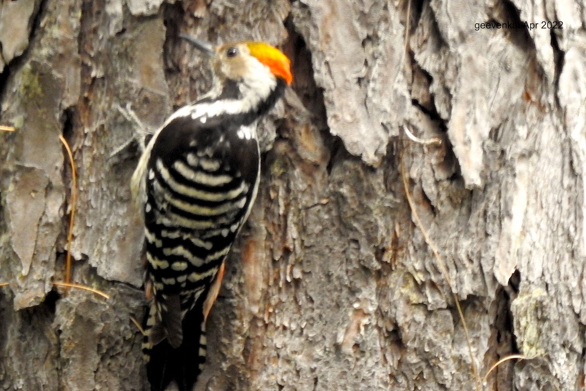 Brown-fronted Woodpecker - ML448858931
