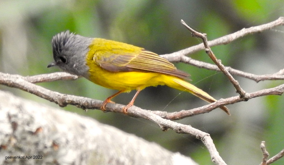 Gray-headed Canary-Flycatcher - Geetha  Venkataraman