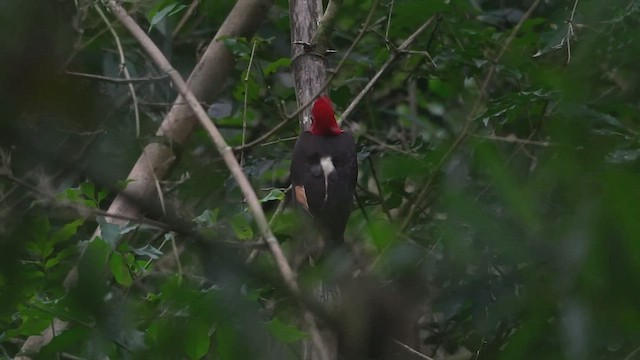 Helmeted Woodpecker - ML448866381