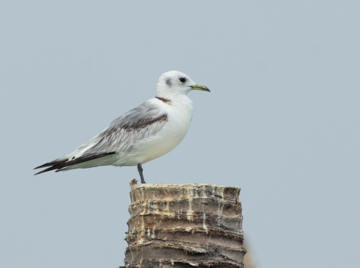Mouette tridactyle - ML448867041