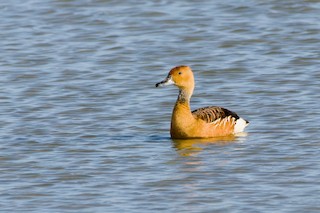 Fulvous Whistling-Duck, ML448867931