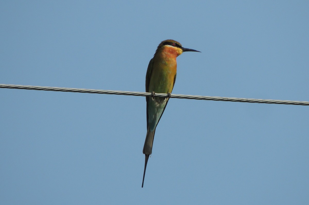 Asian Green Bee-eater - ML44886981