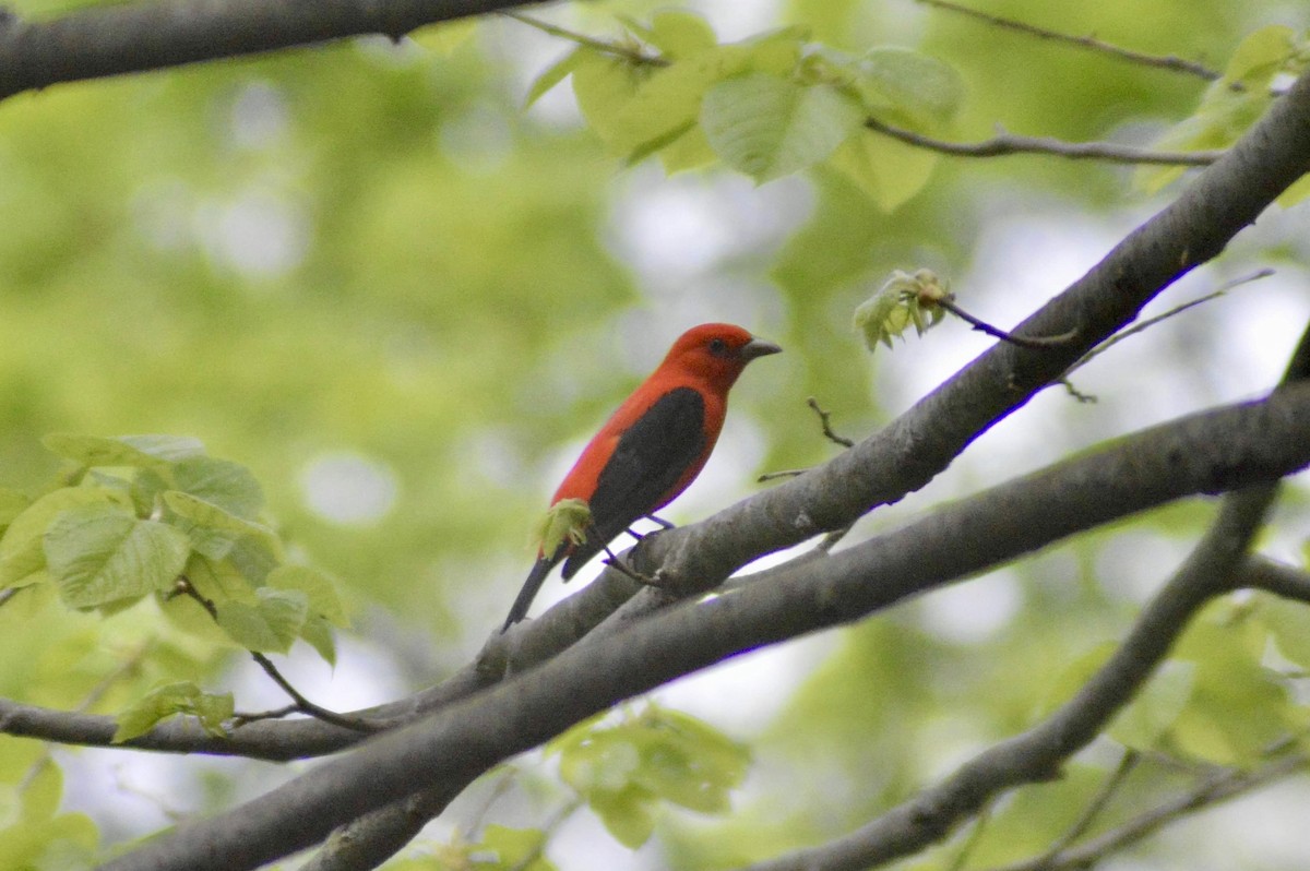 Scarlet Tanager - ML448870681