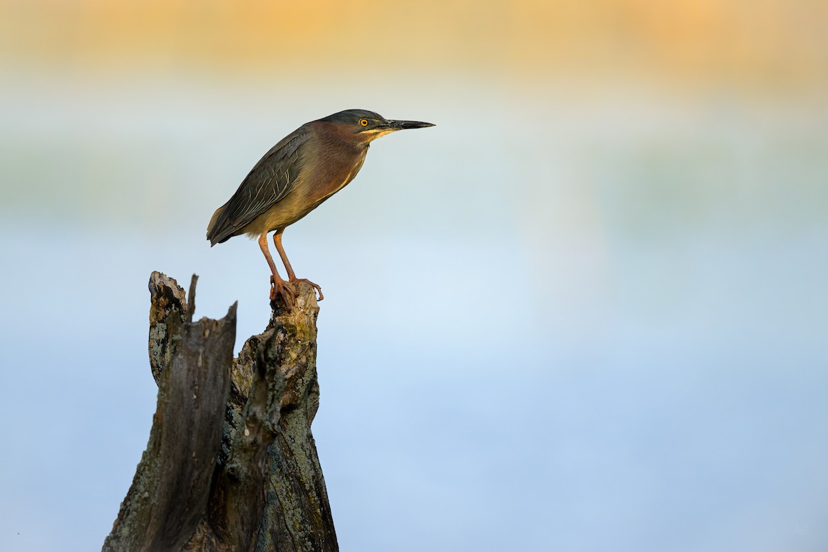 Green Heron - ML448871391