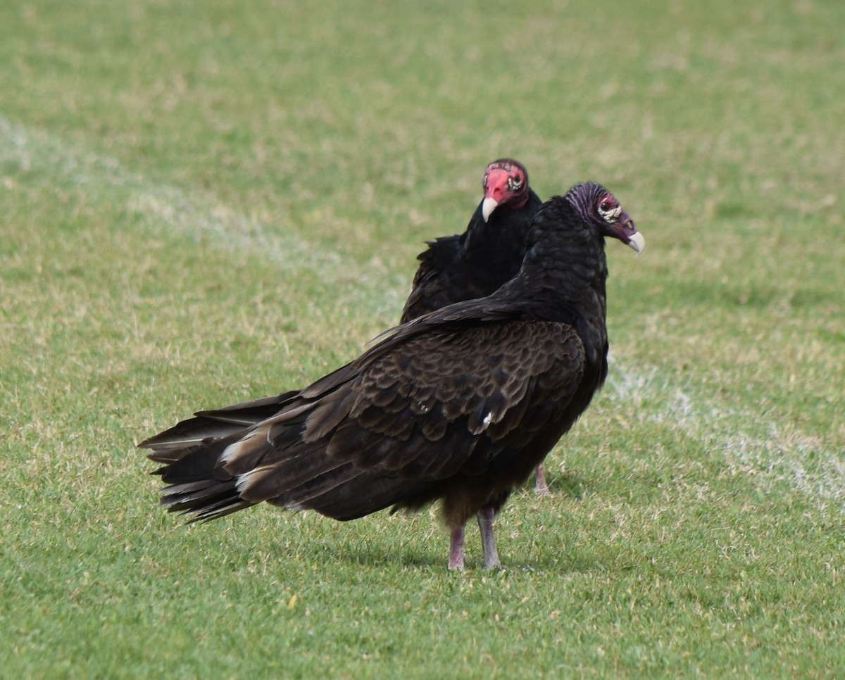 Turkey Vulture - ML448872341