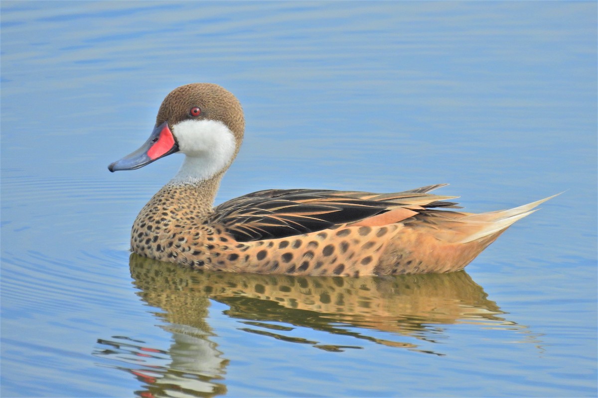 White-cheeked Pintail - Charlie Vogt