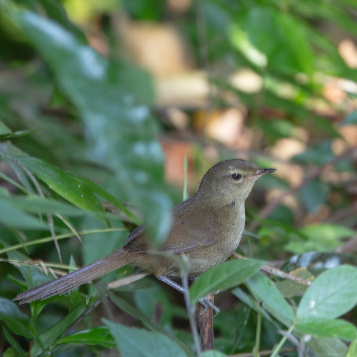 Malagasy Brush-Warbler (Malagasy) - Werner Suter
