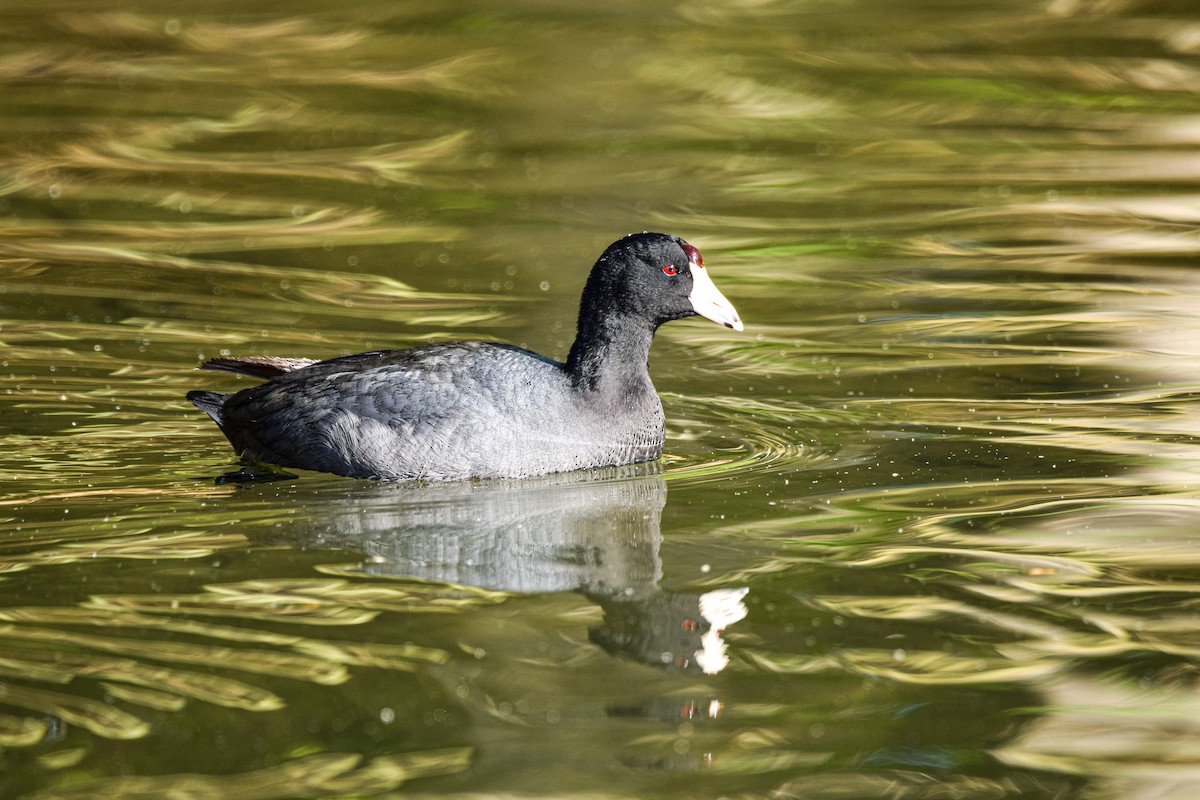 American Coot (Red-shielded) - ML448877581