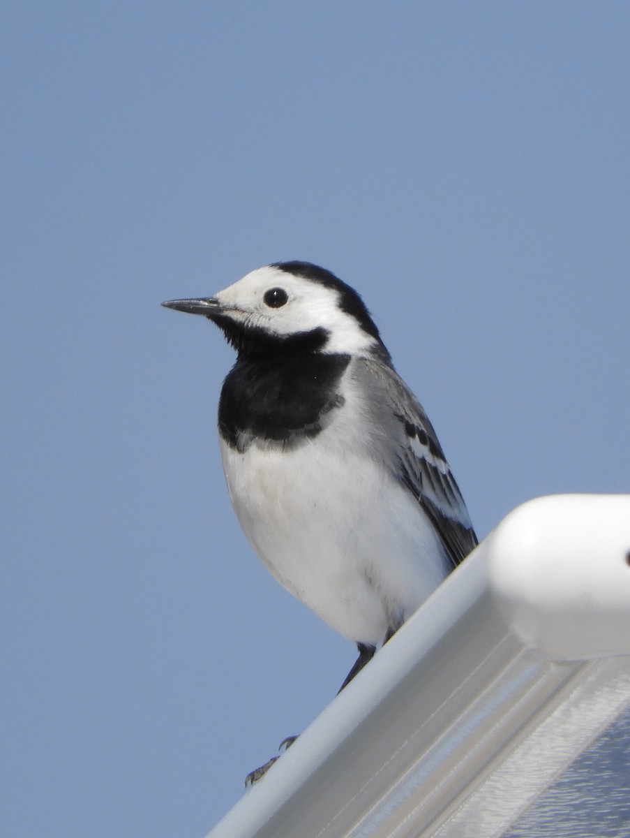 White Wagtail (White-faced) - ML448877591